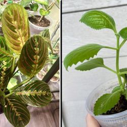 Two Indoor Plants - One Price 