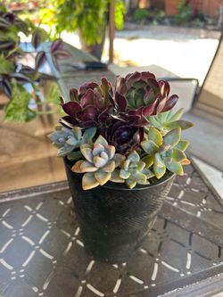 Succulents in pot