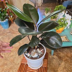 Rubber Tree Plant With Beautiful Stones In New White 8in Ceramic Pot 