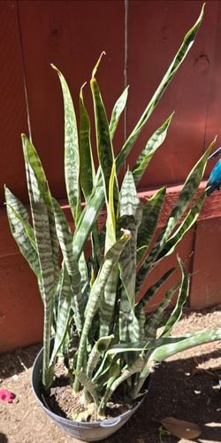 Snake plants. About 26 - 32 inches tall