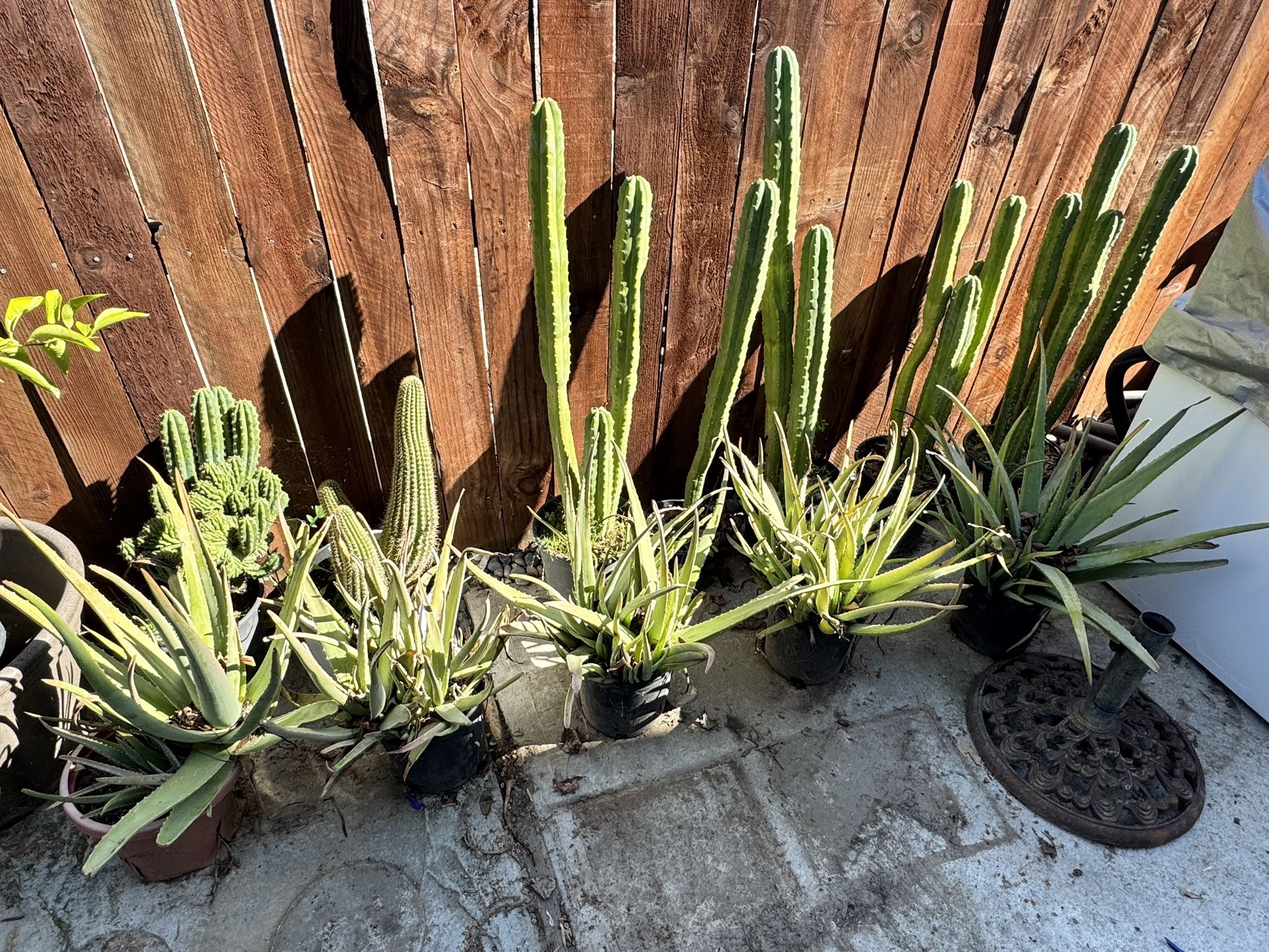 Cactus and Aloe Plants