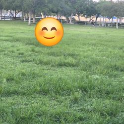 Cut Your Grass ,same Day 