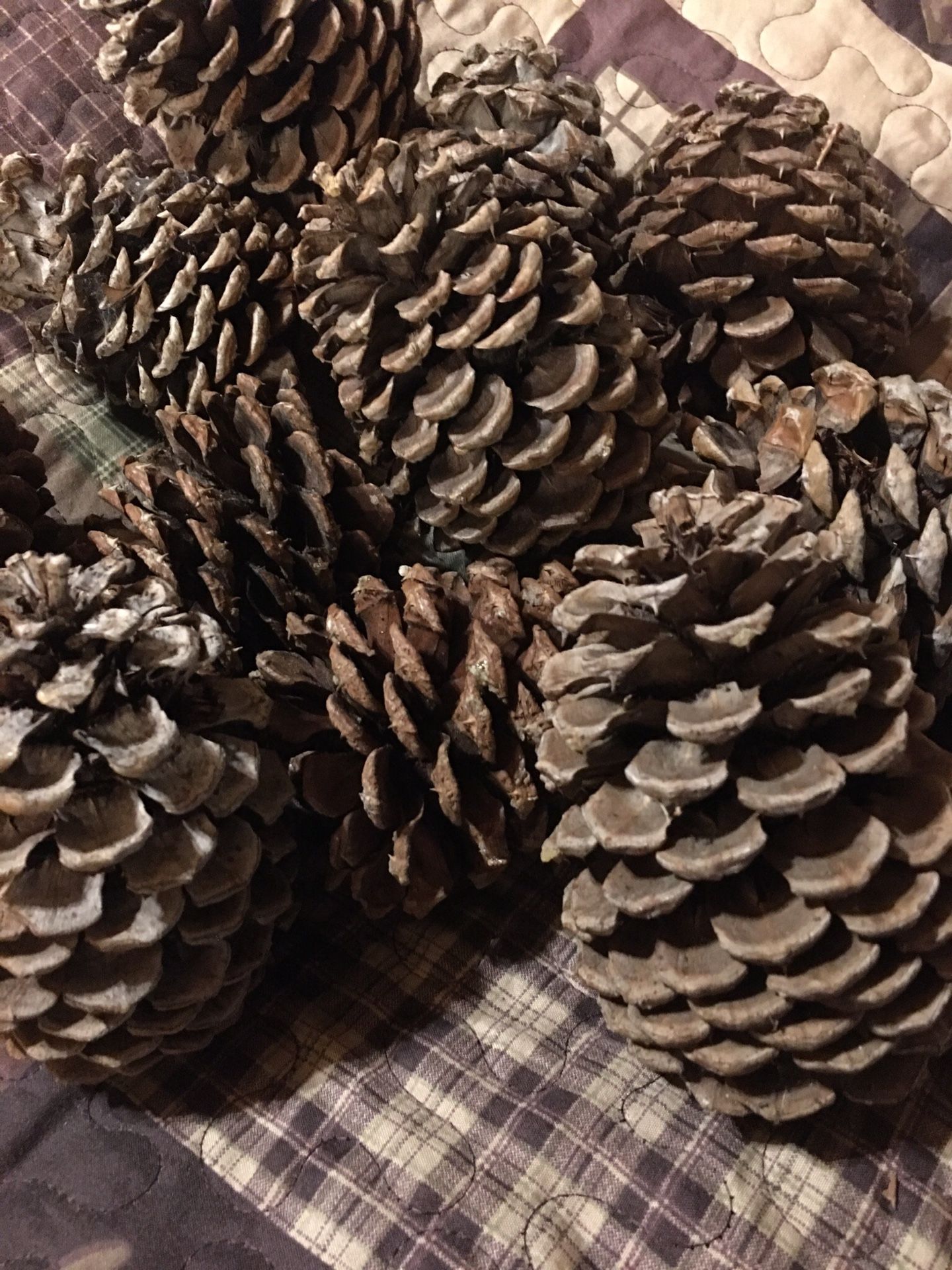 Pinecones for woodlands party theme