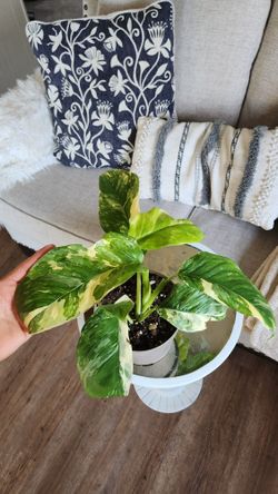 $65 Monstera Lechleriana Variegata 🌿 