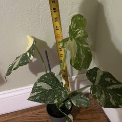 See description***Big plant/super variegated Monstera Thai Constellations, exact plant, 95820