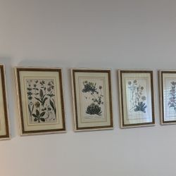 Collection Of Six 18’th Century Botanical Hand Colored Engraving Prints 