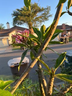 Plumeria