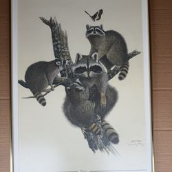 Raccoon (Procyon lotor) Wildlife Fine Art Print Ray Harm