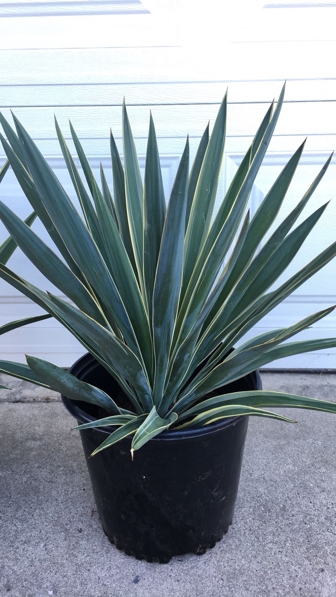 Big 🌱Tall🌱Healthy 🌱and Beautiful Agaves in 2 gallon containers - $16 each - Valued $24.99 each - Outdoor Plant - Less water