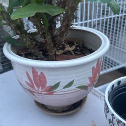 Corona De Cristo 25.00