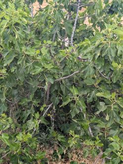 Beat High Grocery Prices: Prolific Purple Fig Cuttings - Cut to Order!
