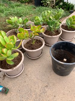 Jade Plant succulent