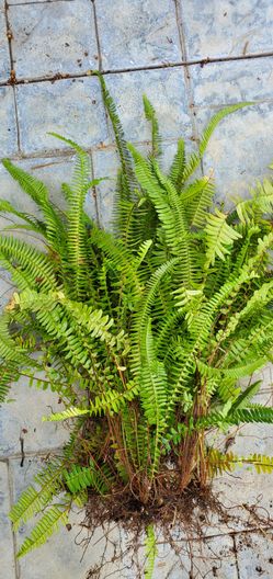 Bundle of fern -ready to plant