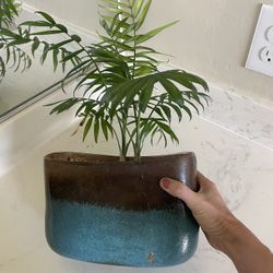🌿 Parlor Palm in Ceramic Planter – $15 🌿 📍 Pickup Location: S. Durango & 215 (Near IKEA)  Bring a fresh, tropical vibe into your space with this he