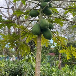 Papaya Trees 
