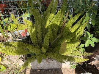 Foxtail Fern Live Plant in Pot