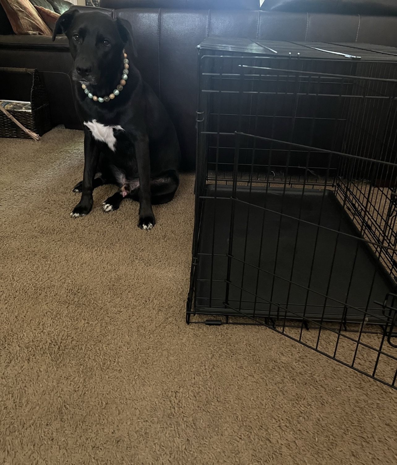 MidWest Life Stages Double Door Collapsible Wire Dog Crate, 30 inch