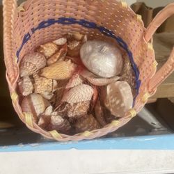 Assortment Of Sea Shells 
