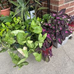 Indoor Plants Coleus, Pothos, Snake Plants , Arrowhead $6 Each . Multiple Available