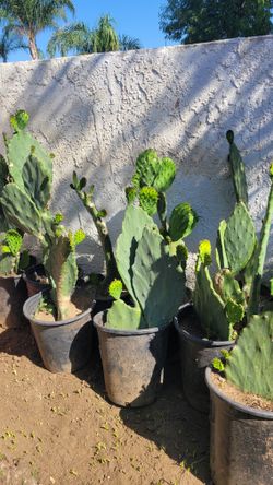 Nopales