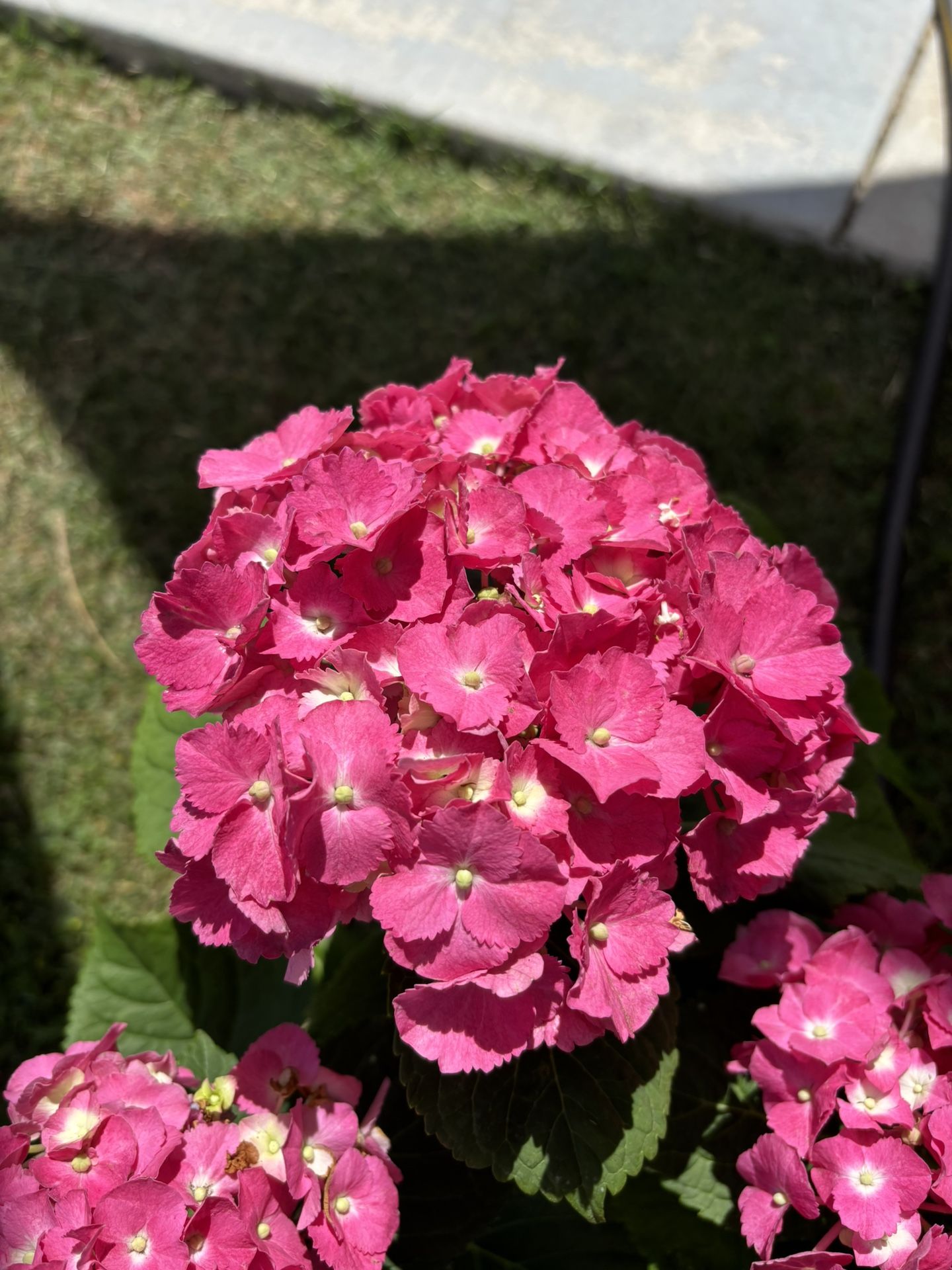 Hydrangea "merritt's supreme " pink( blooms red,pink or blue depending on soil ph ) 4 gal pot