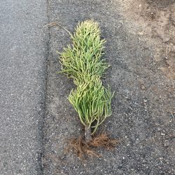 Firestick Succulents 