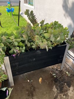 Large Succulent Bed; Raised Garden Bed With Plants Inside