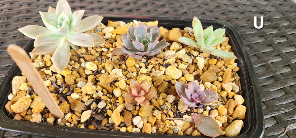SUCCULENTS VARIETY 