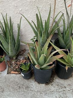Plantas de savila de penca gruesa