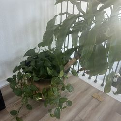 Beautiful Indoor Plant Combo – Dracaena + Pothos (Golden Money Plant)