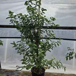 White Guava Fruit tree plant