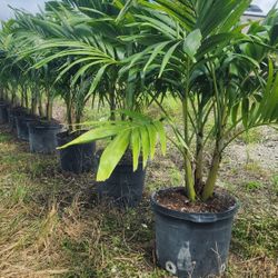 Spectacular Christmas Palms About 6 Feet Tall!!! Fertilized!! Adonidias Plants 