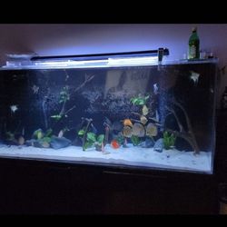 Aquarium 250 Gallons Acrylic 