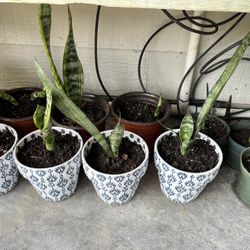 Plants For Sale $5 - $10