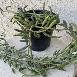 6 Inch Pot Succulent Plant -  Senencio Curio Radicans - Creeping Berry - String of Bananas - Trailing Succulent - Rooted & Established - Drought Resis