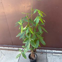 Money Tree 40” Tall