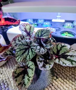 Propagation cuttings. Rex Begonia