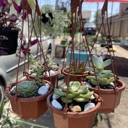 Plants For Sale 