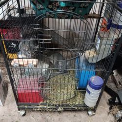 Pair of Chinchillas With Cage
