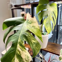 Rare Variegated Aurea Monstera In Self Watering Pot