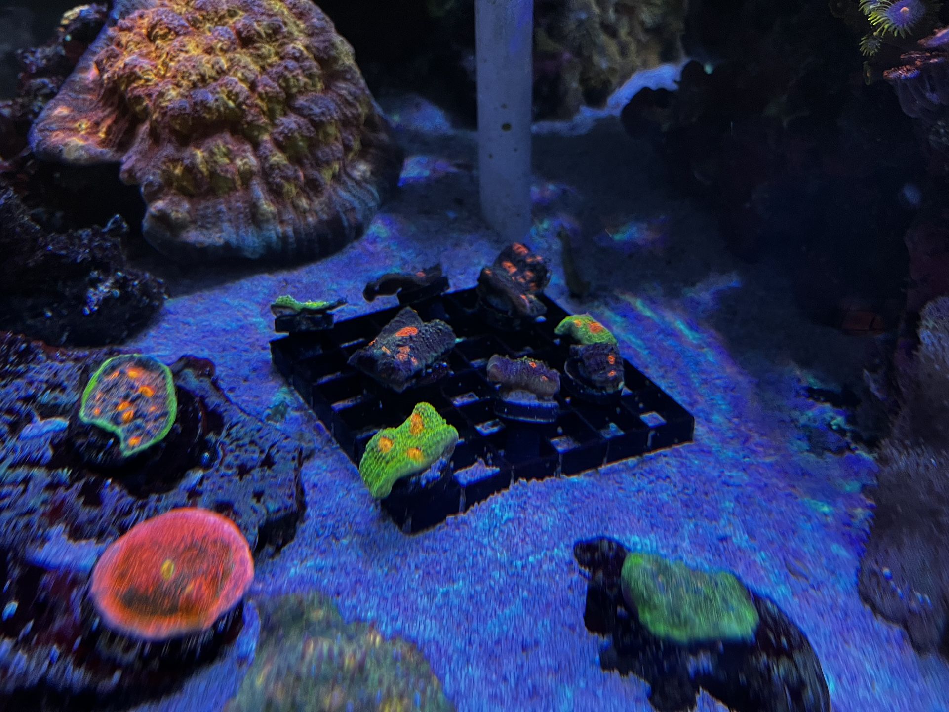 Corals