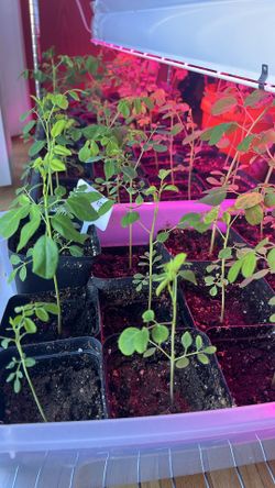 2 MORINGA OLEIFERA SEEDLINGS $25