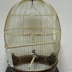Bird Cage