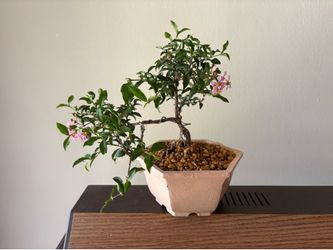 Bonsai Tree
