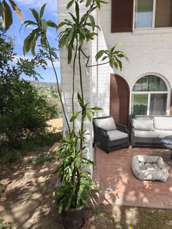 Dracaena Fragans (9 Feet Tall)