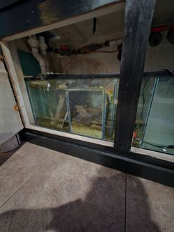 reef tank aquarium
