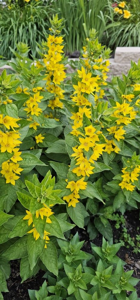 Flower, plant, perennial, Yellow Loosestrife