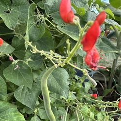 Organic Scarlet Emperor Bean Seeds for Planting - Red Flowering Pole Beans & Ornamental Climbing Vine - Heirloom Non-GMO Pollinator-Friendly Variety f