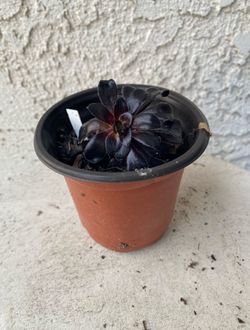 3 Inch Pot Succulent Plant - Aeonium Arboreum Zwartkop - Black Rose - Rooted & Established Plant - Drought Resistant -🪴