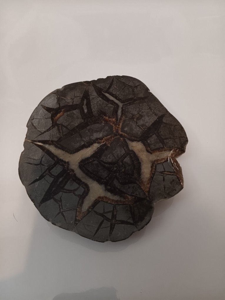 Petrified Rock ??